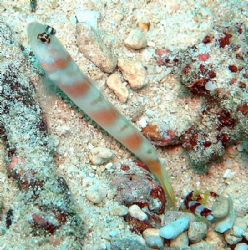 Goby and partner shrimp, Mililat Passage, Madang, Papua N... by Jan Messersmith 